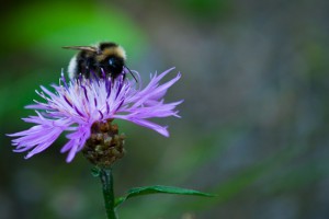Nya blommor i partifloran Nya blommor i partifloran